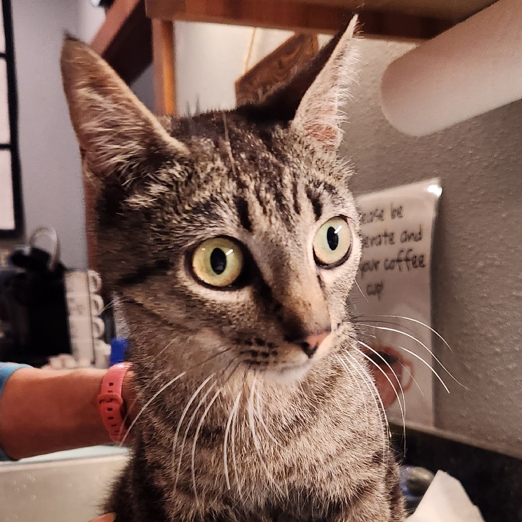 Didi
