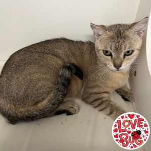Harlequin, Adult Female Domestic Short Hair