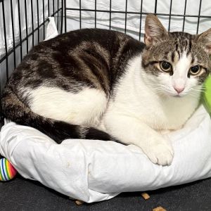 Astro 2025, Young Male Domestic Short Hair