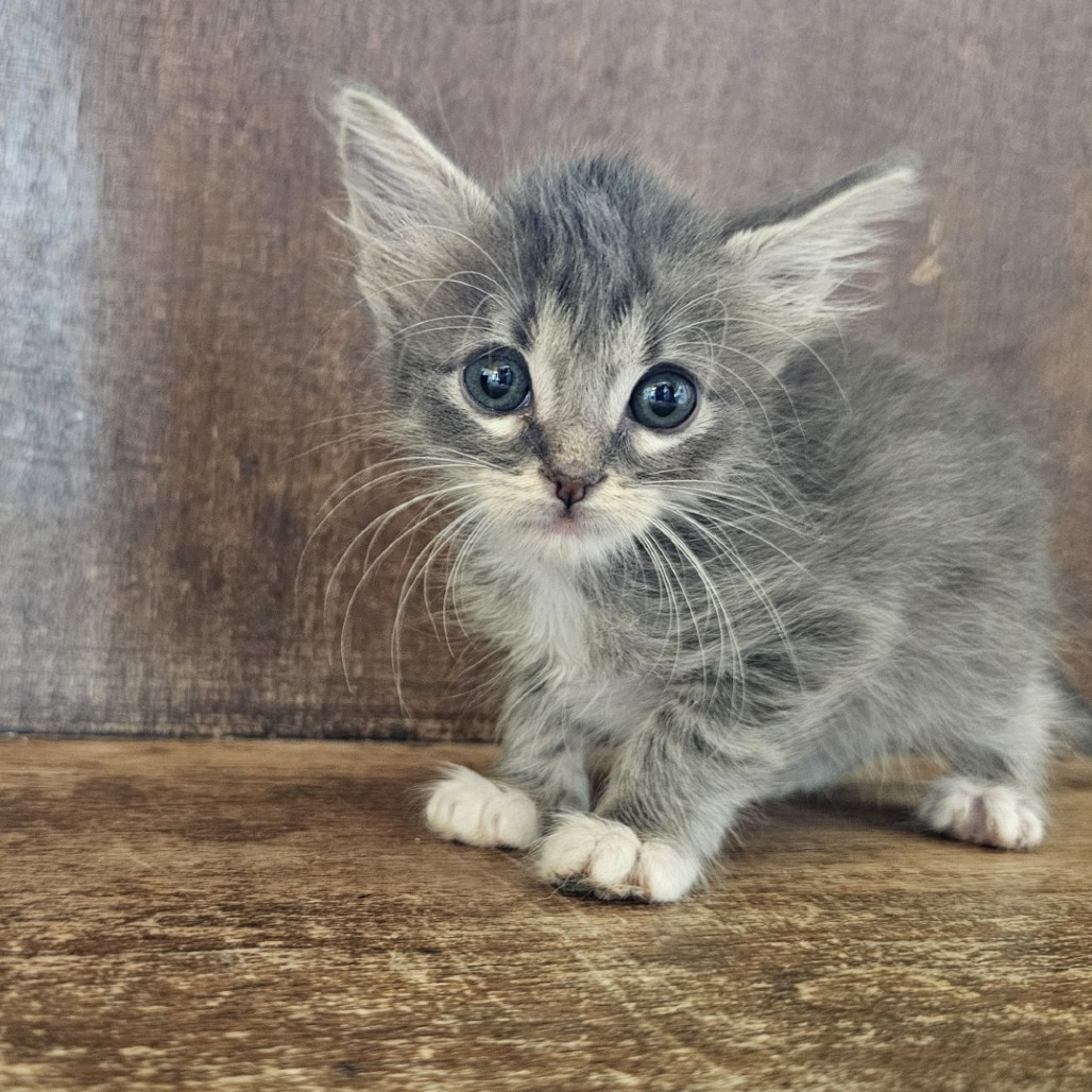 Marmalade