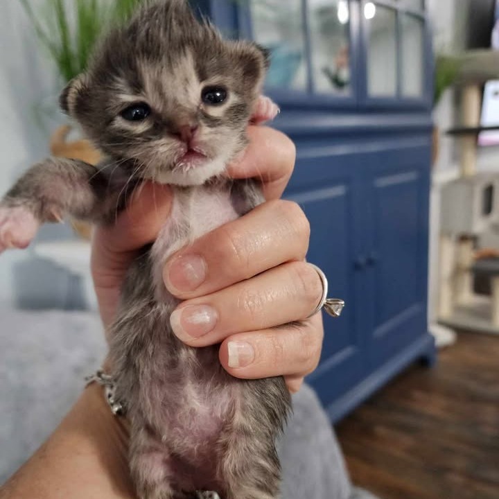 Marmalade