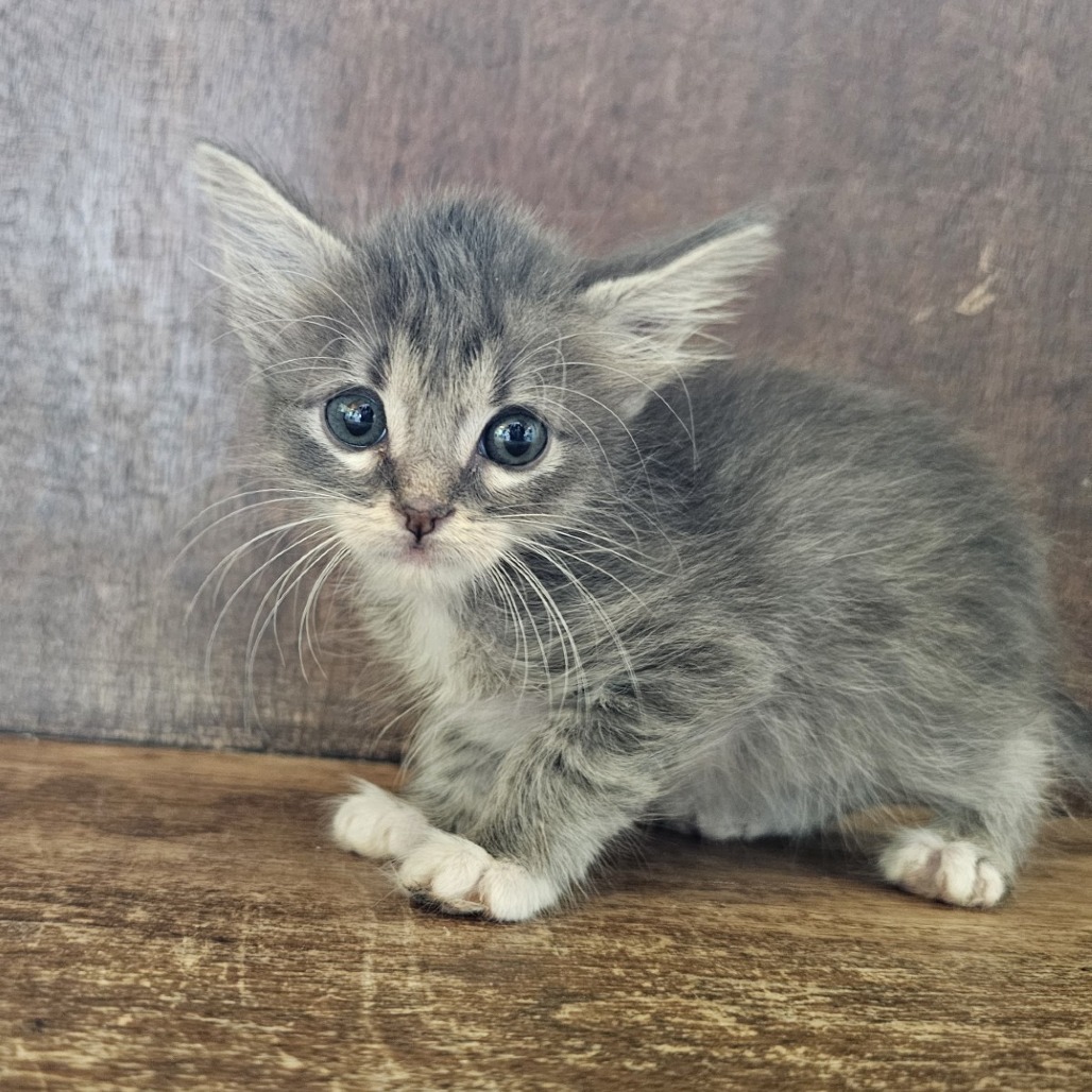 Marmalade