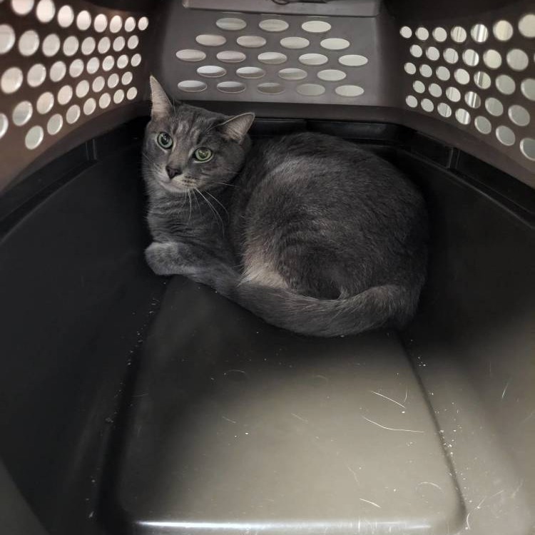 Moryo (Vestal PetSmart)