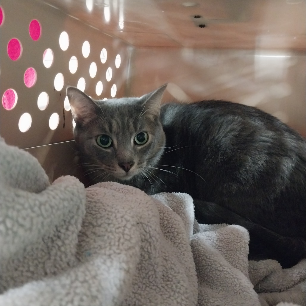 Moryo (Vestal PetSmart)