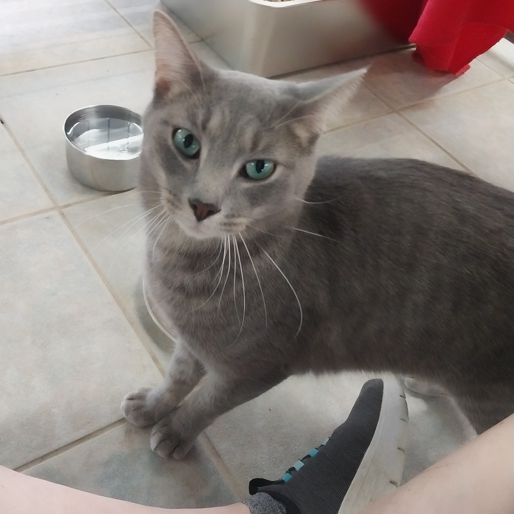 Moryo