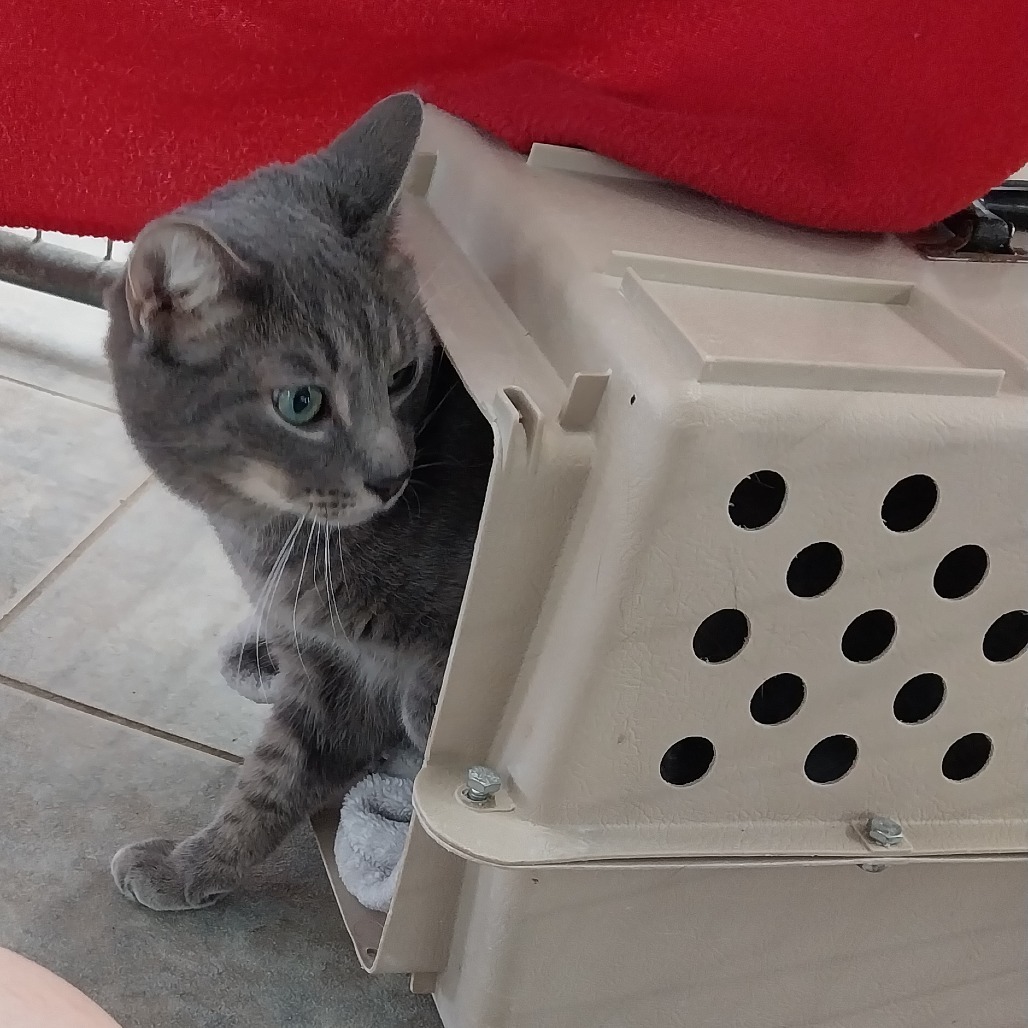 Moryo (Vestal PetSmart)
