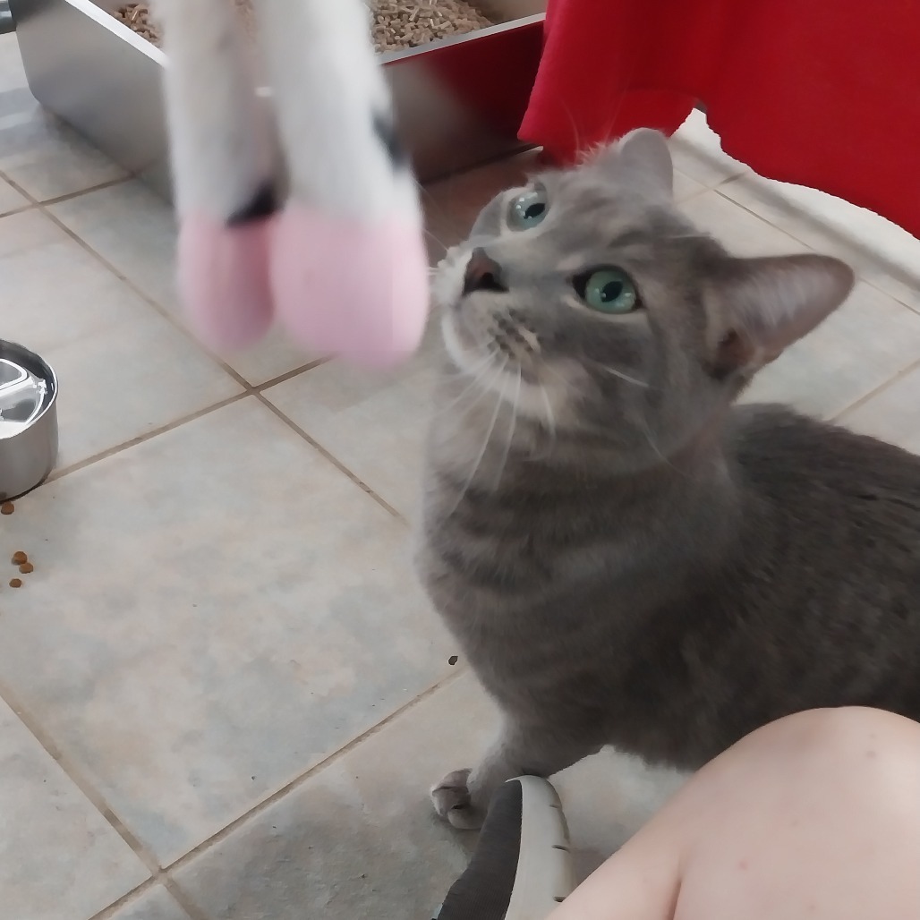 Moryo (Vestal PetSmart)