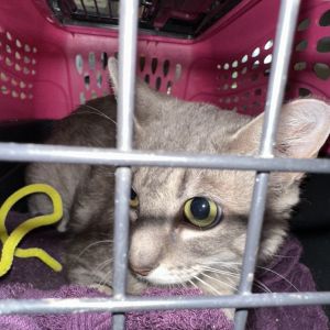 Myrian, Adult Female Domestic Short Hair