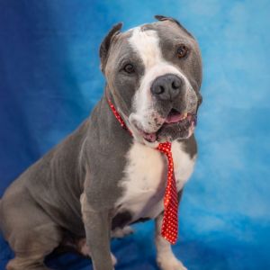 Max, Senior Male unknown