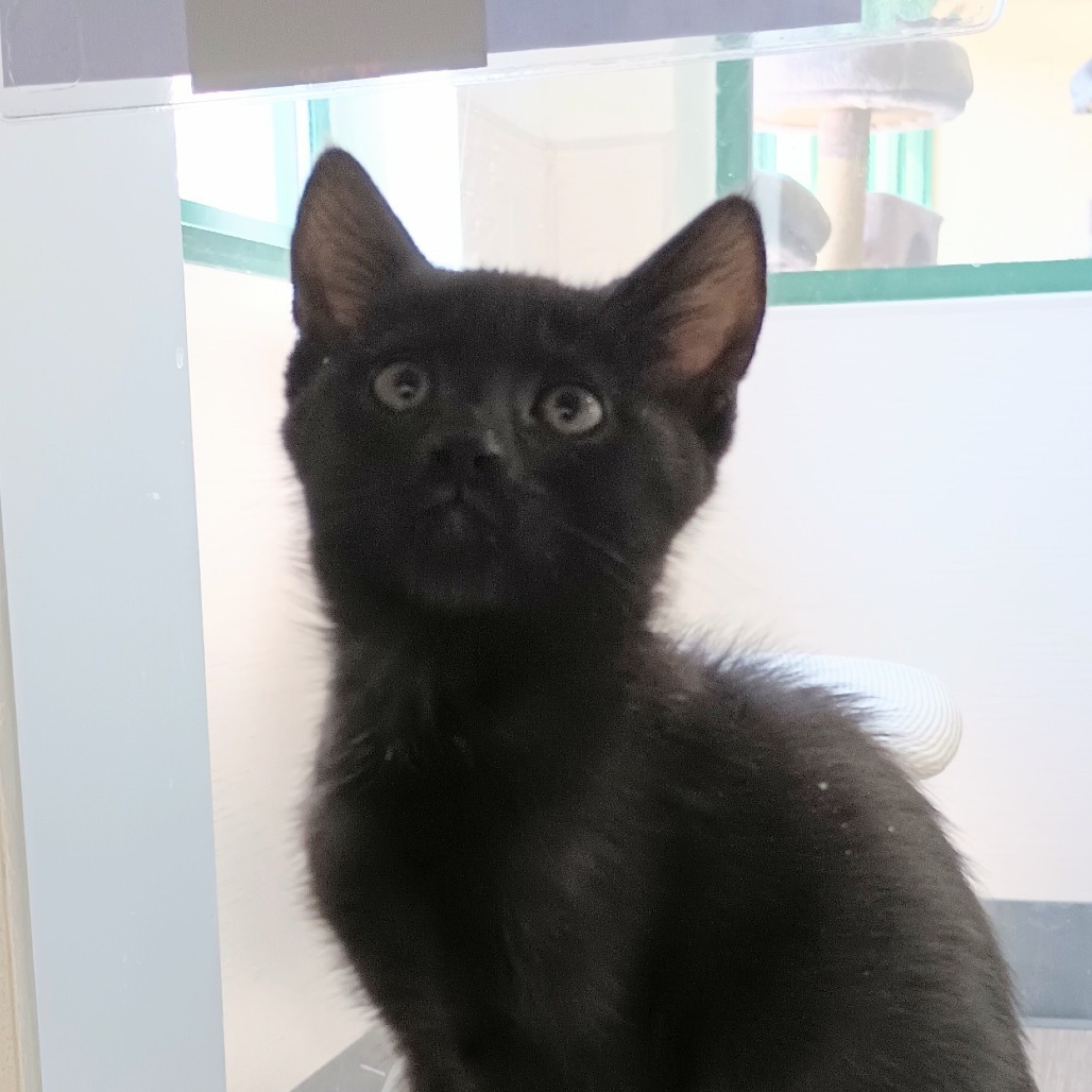 Brook, an adoptable Domestic Short Hair in Reno, NV, 89502 | Photo Image 1