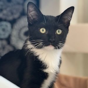 Jill Munroe, Baby Female Domestic Short Hair