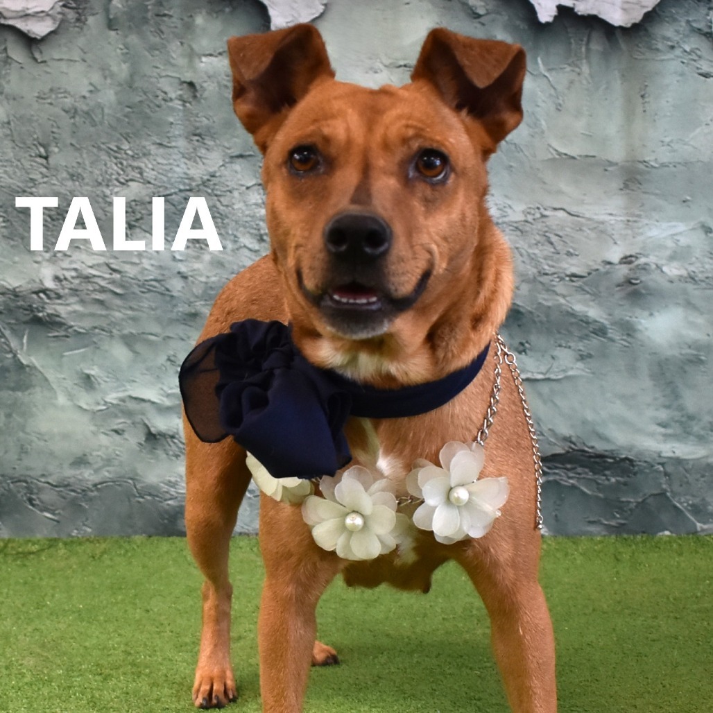 Talia