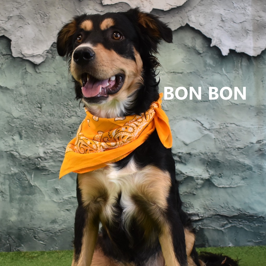 Bon Bon