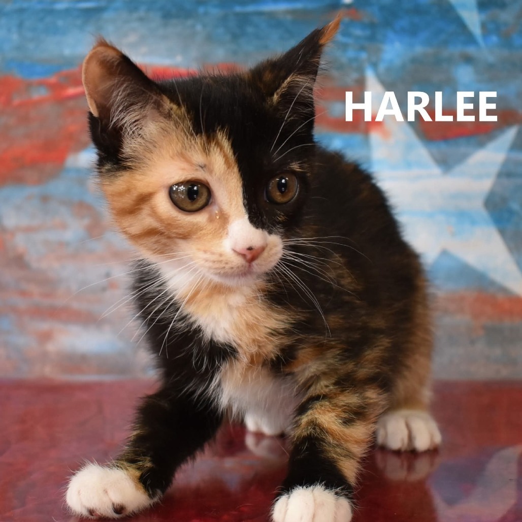 Harlee
