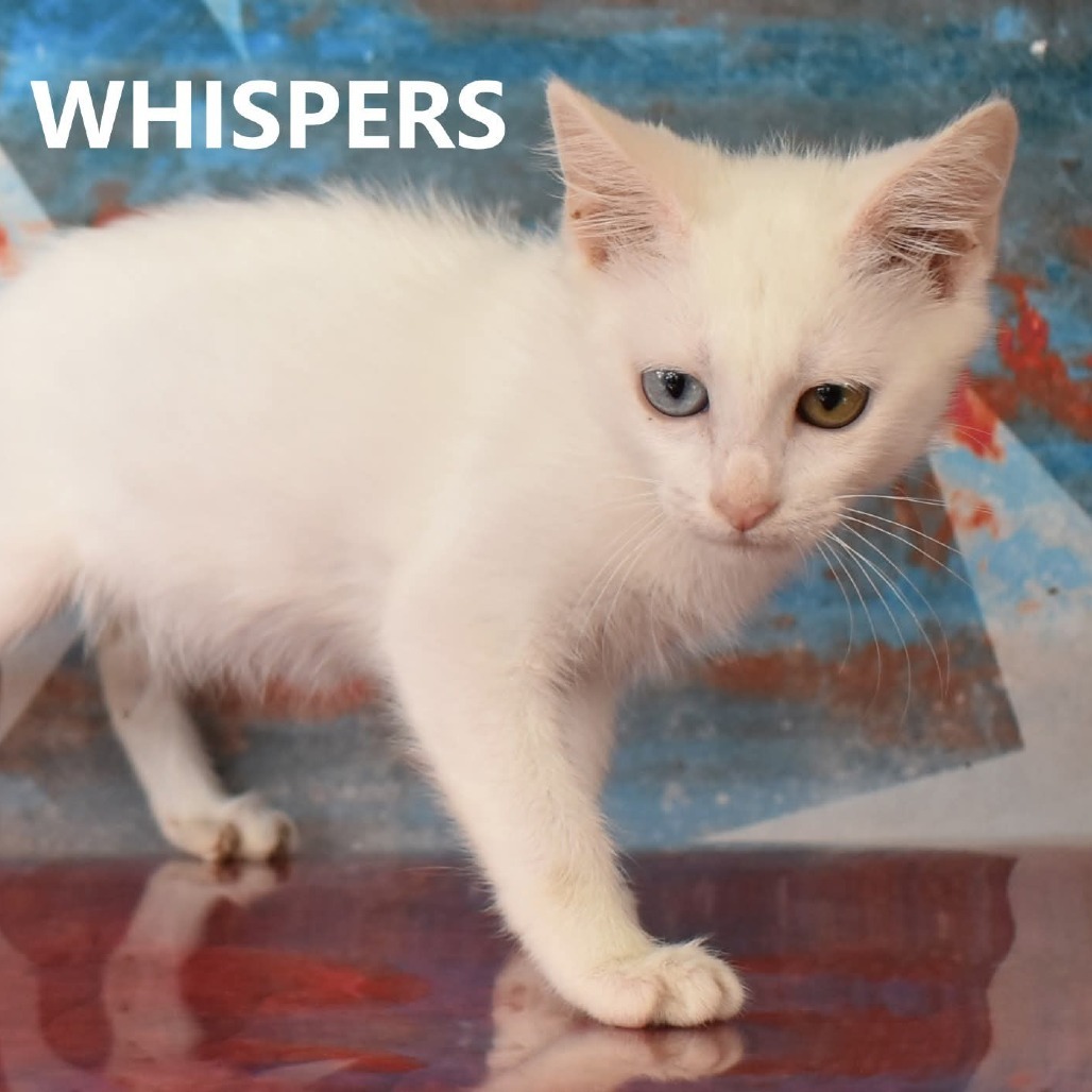 Whispers