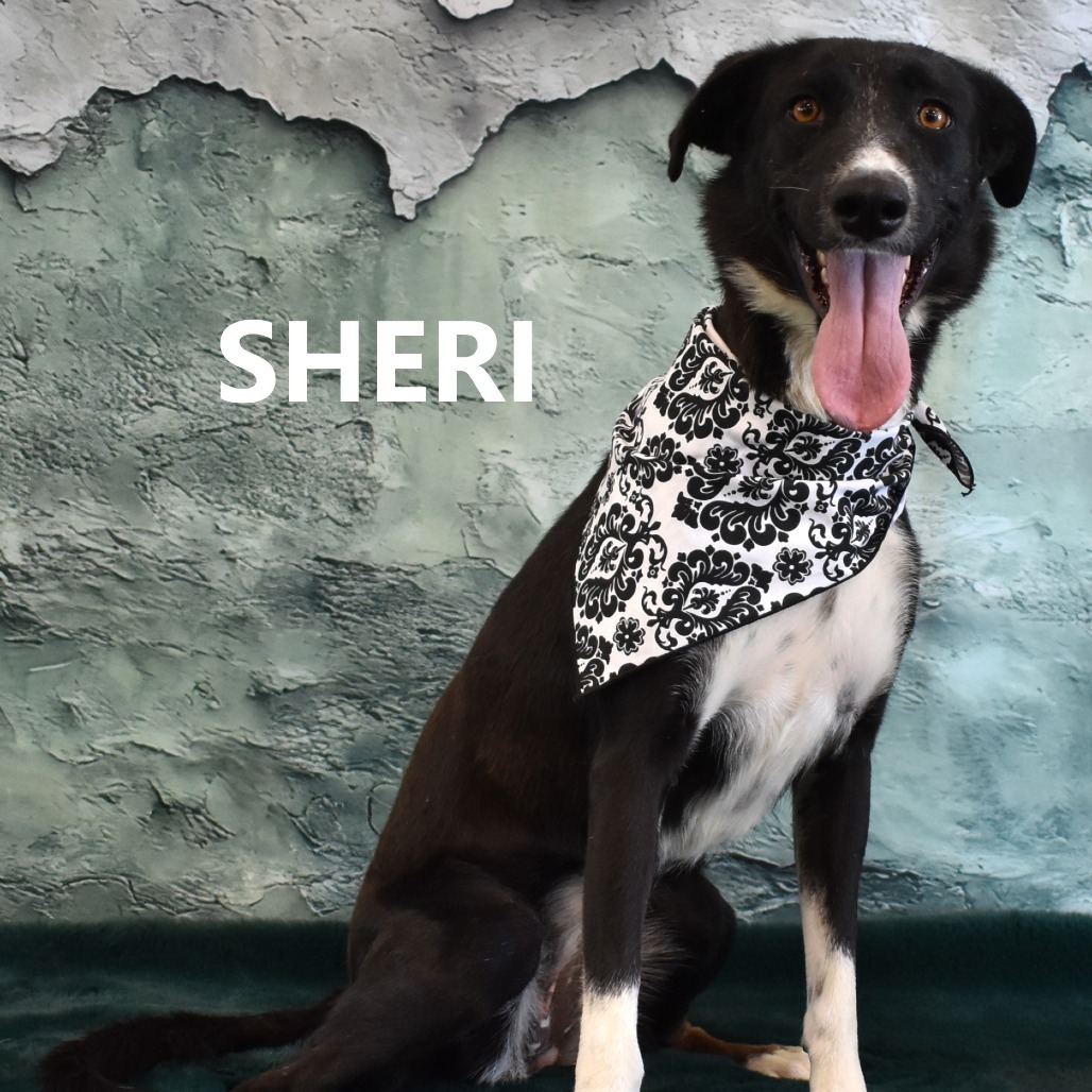 Sheri