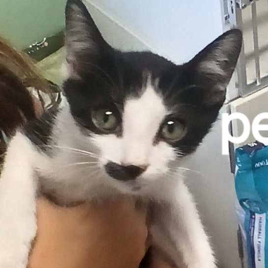 Petri