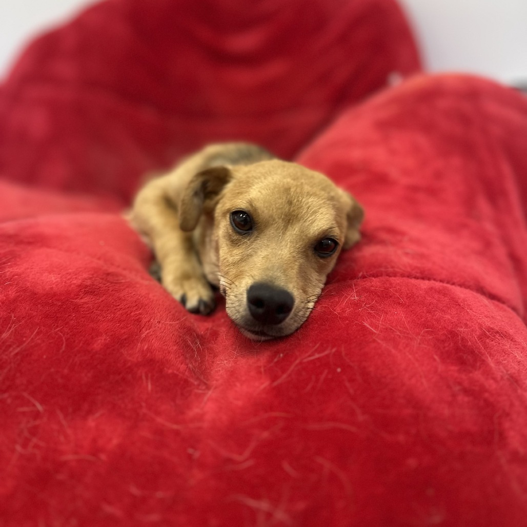 Delilah
