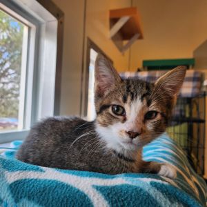 T&#39;Challa, Baby Male Domestic Short Hair