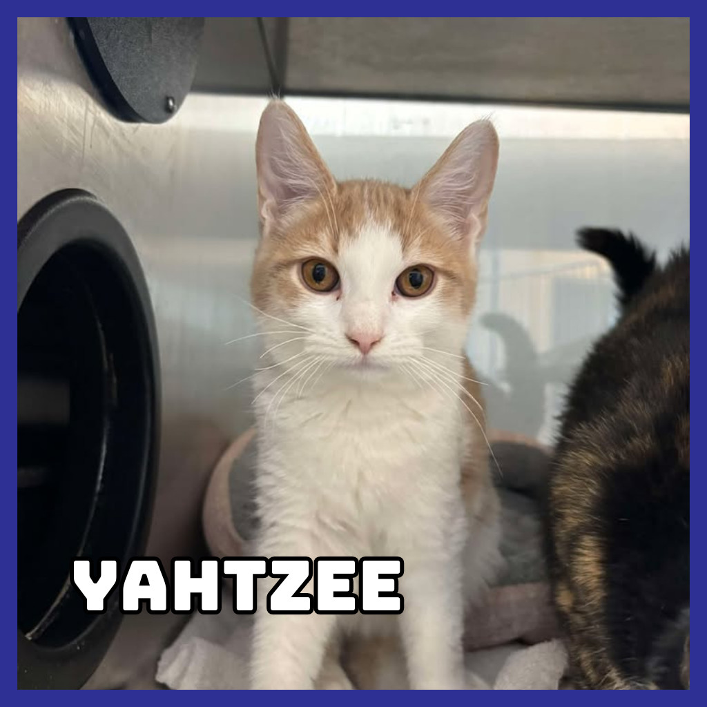 Yahtzee, an adoptable Domestic Short Hair in Glenwood, MN, 56334 | Photo Image 1