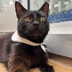 Bartholomew, Senior Male Domestic Short Hair