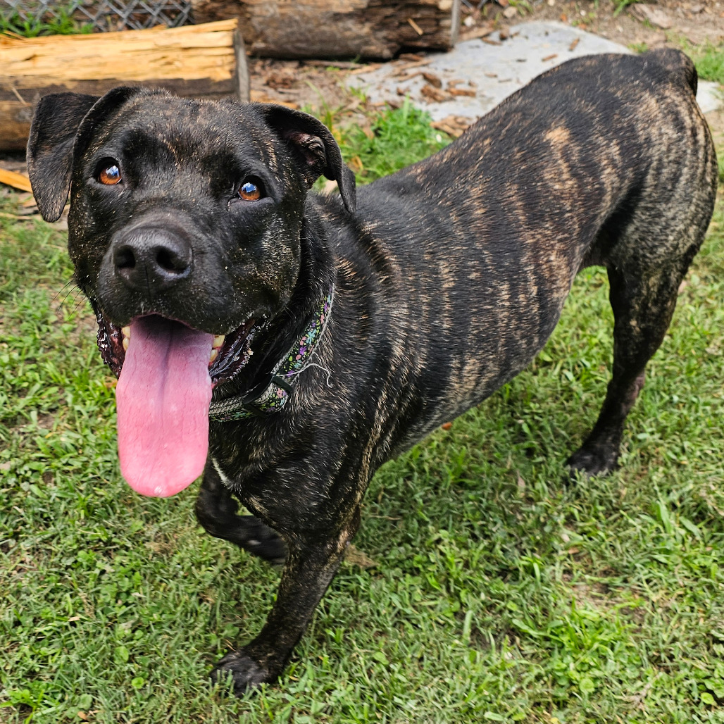 Koda