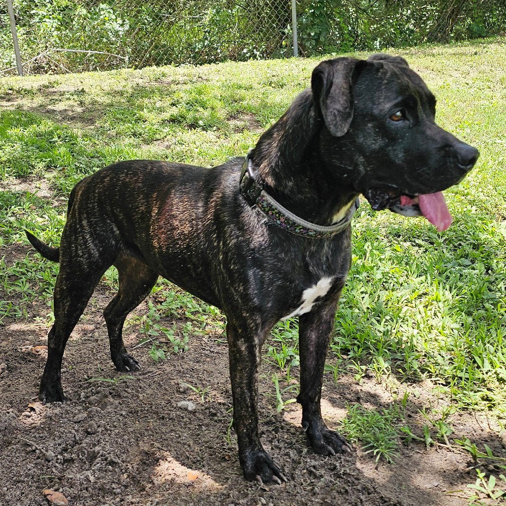 Koda