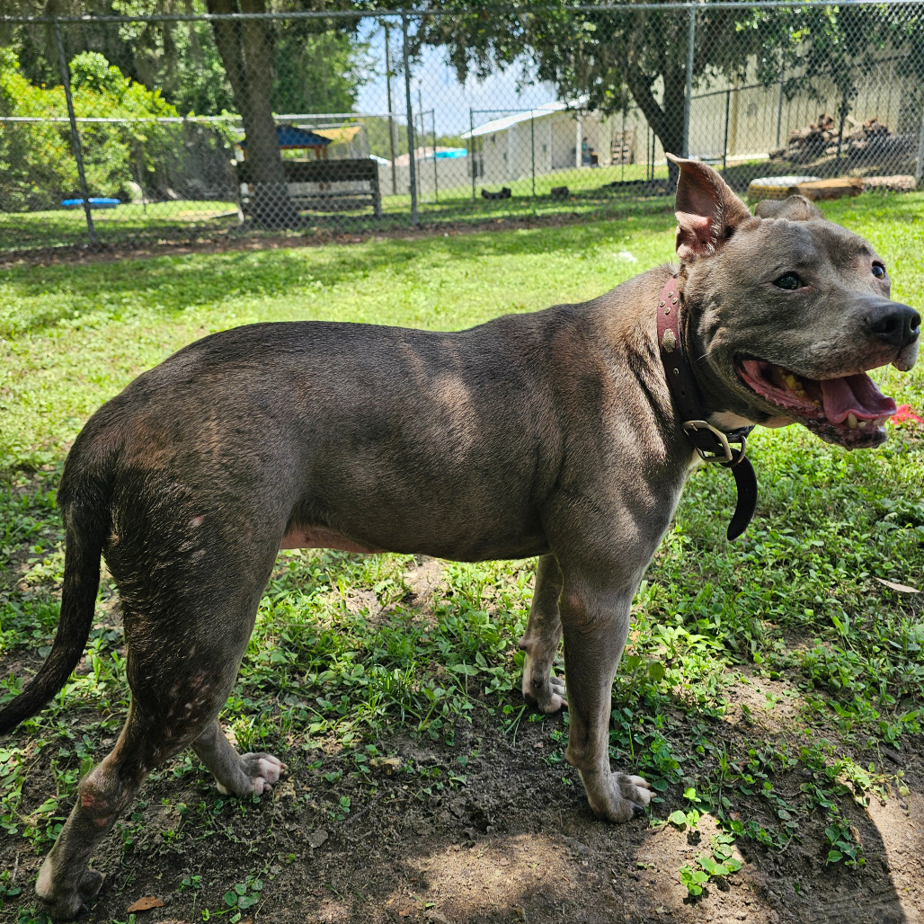 Lila