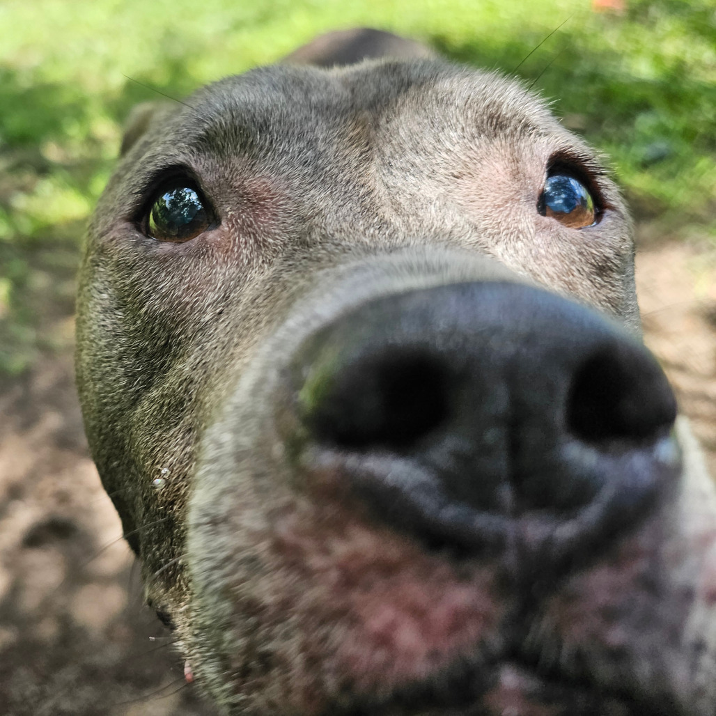 Lila