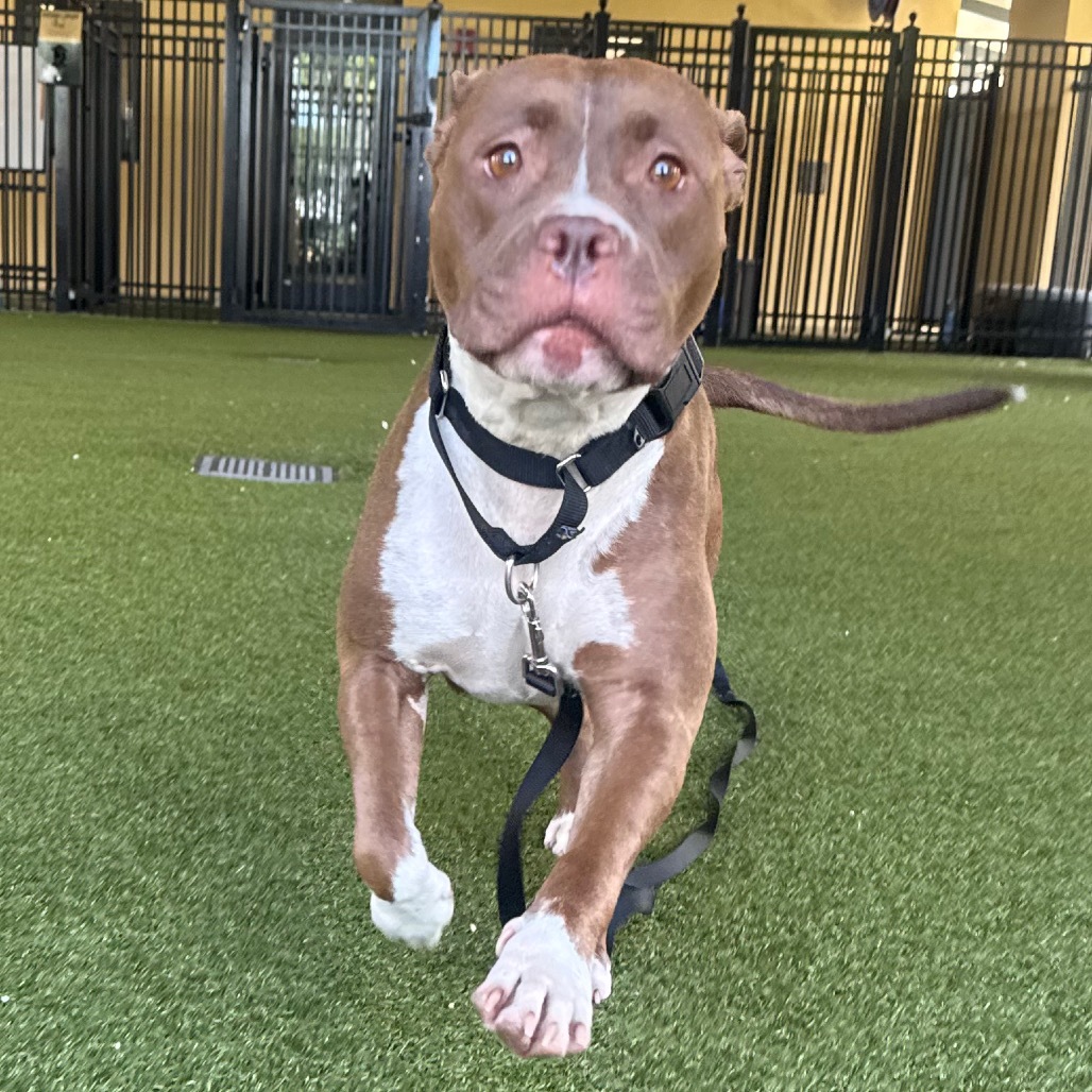 Nahla