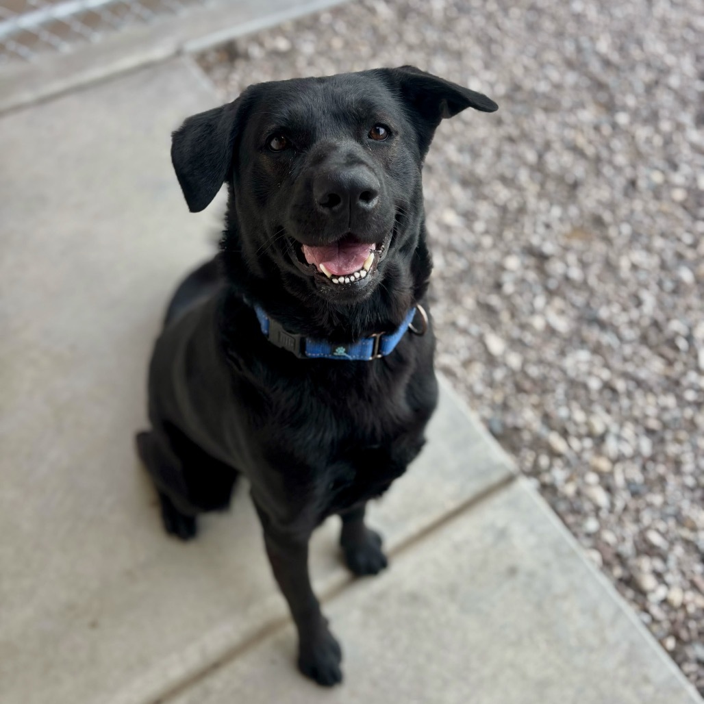 Murphy, an adoptable Black Labrador Retriever, Mixed Breed in Lander, WY, 82520 | Photo Image 1
