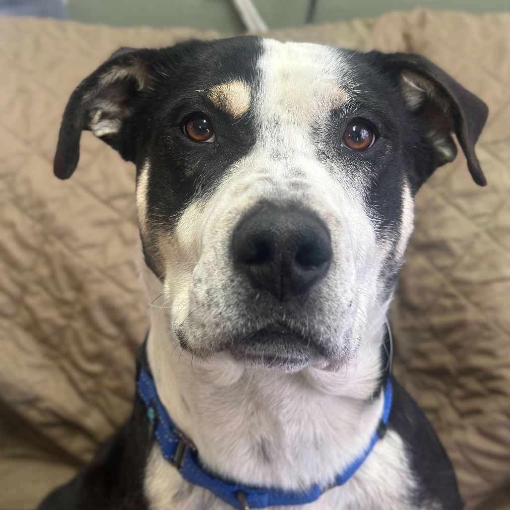 Sir Carlton, an adoptable Pit Bull Terrier, Mixed Breed in Lander, WY, 82520 | Photo Image 1
