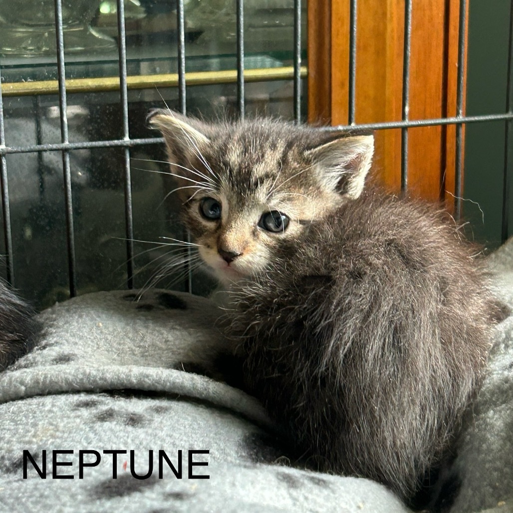 Neptune