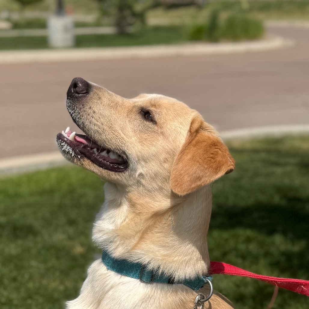 Nugget, an adoptable Mixed Breed in Great Falls, MT, 59404 | Photo Image 1