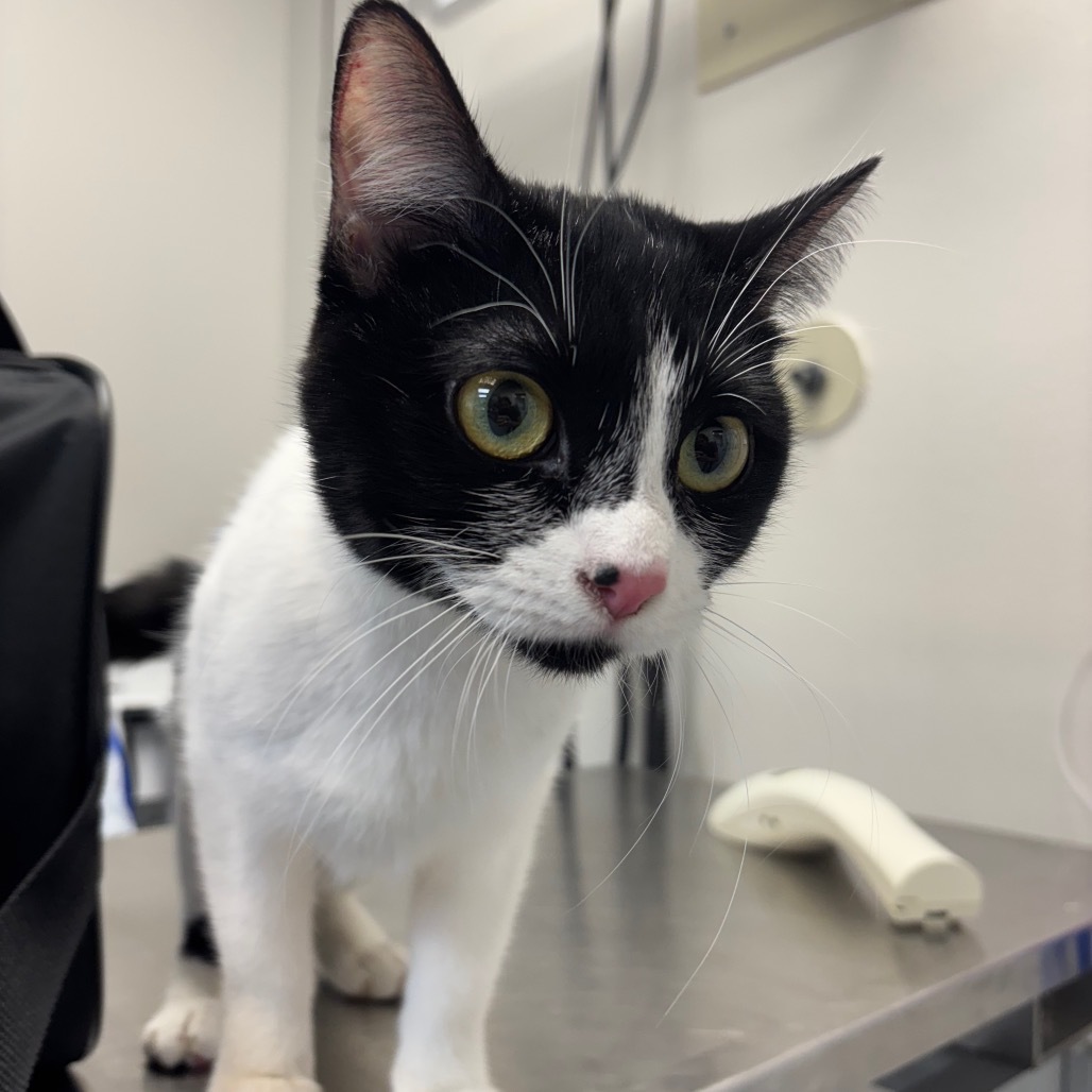Fizzy, an adoptable Domestic Short Hair in Great Falls, MT, 59404 | Photo Image 1