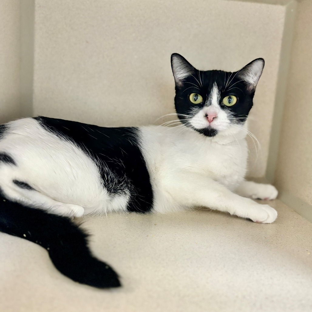 Fizzy, an adoptable Domestic Short Hair in Great Falls, MT, 59404 | Photo Image 1