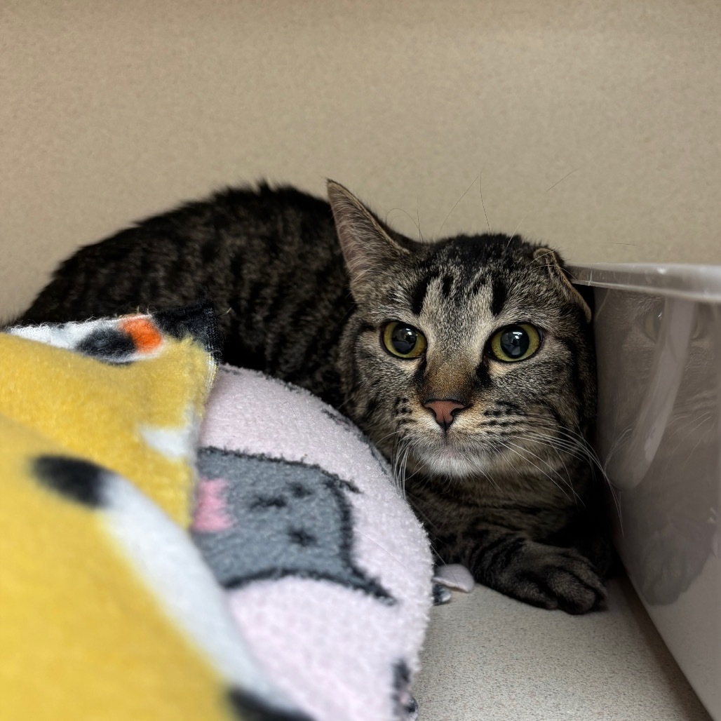 Fir, an adoptable Domestic Short Hair in Great Falls, MT, 59404 | Photo Image 1