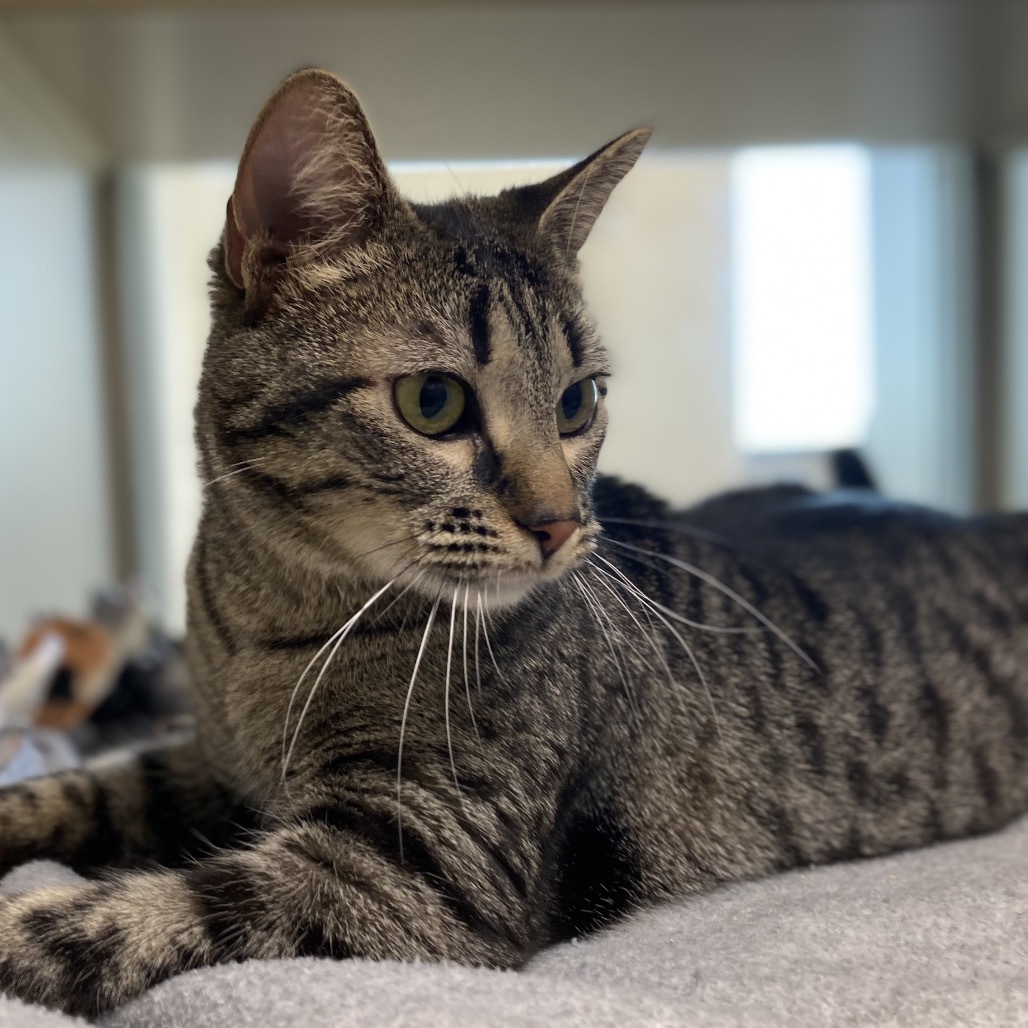 Fir, an adoptable Domestic Short Hair in Great Falls, MT, 59404 | Photo Image 1