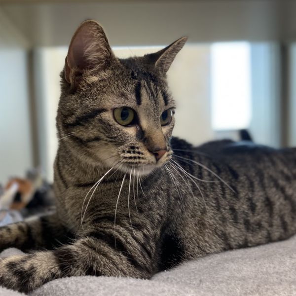 Pet Image