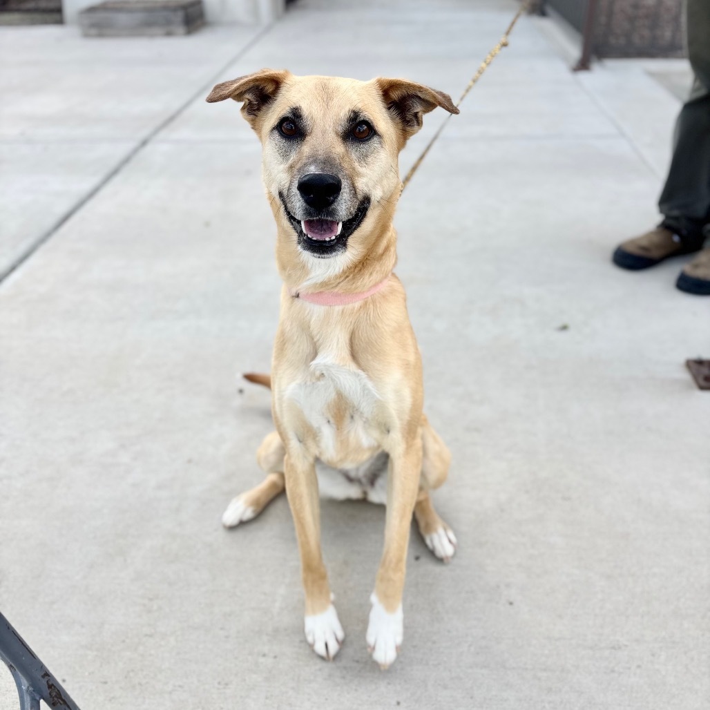 Alana, an adoptable Mixed Breed in Great Falls, MT, 59404 | Photo Image 1