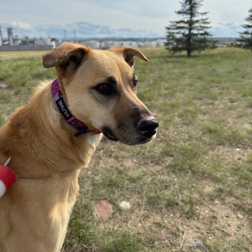 Alana, an adoptable Mixed Breed in Great Falls, MT, 59404 | Photo Image 2