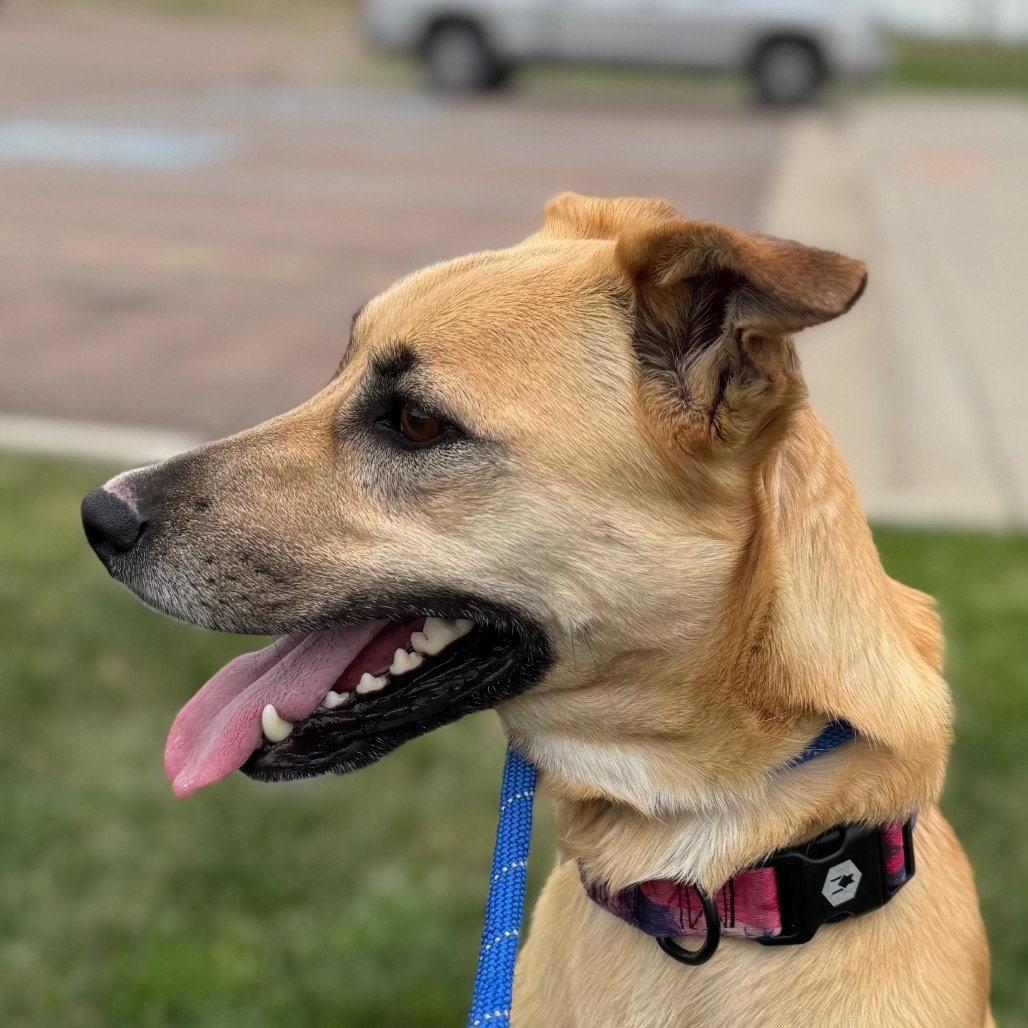 Alana, an adoptable Mixed Breed in Great Falls, MT, 59404 | Photo Image 3