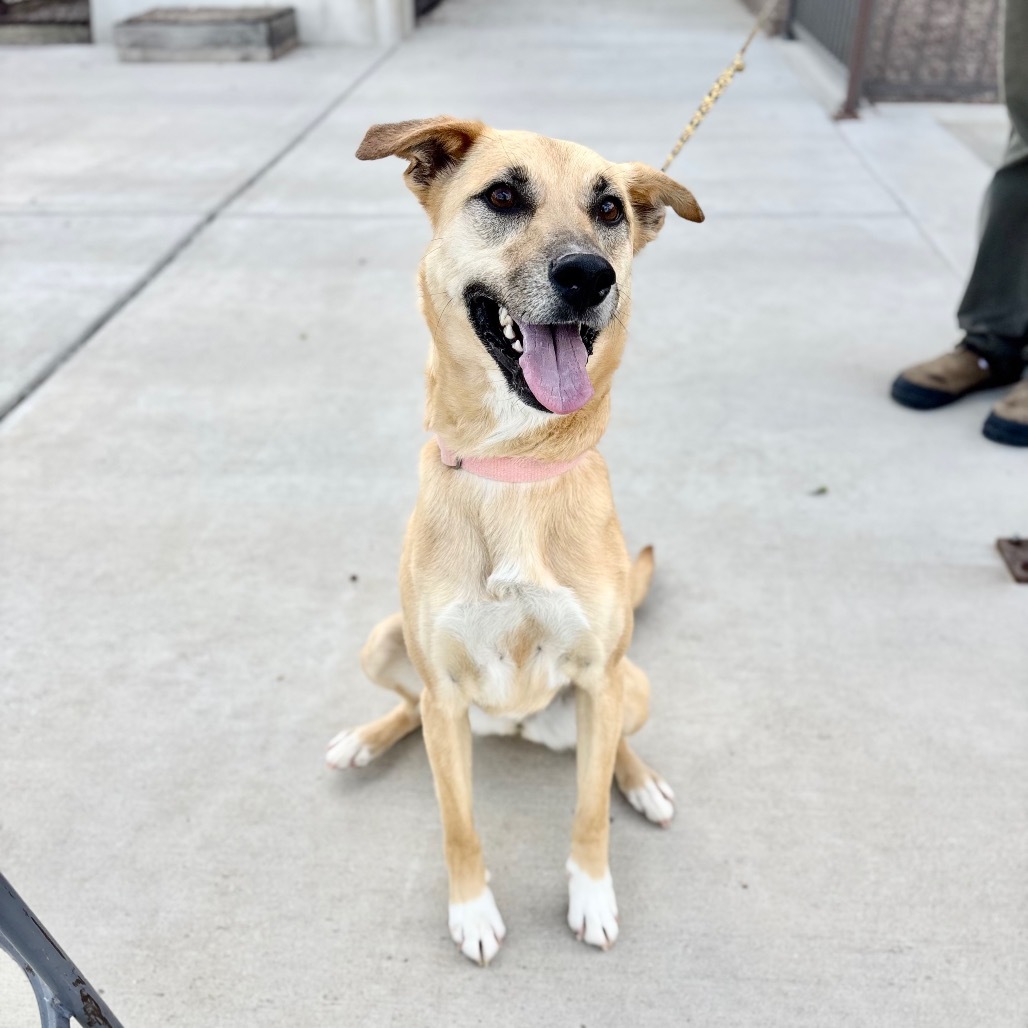 Alana, an adoptable Mixed Breed in Great Falls, MT, 59404 | Photo Image 4