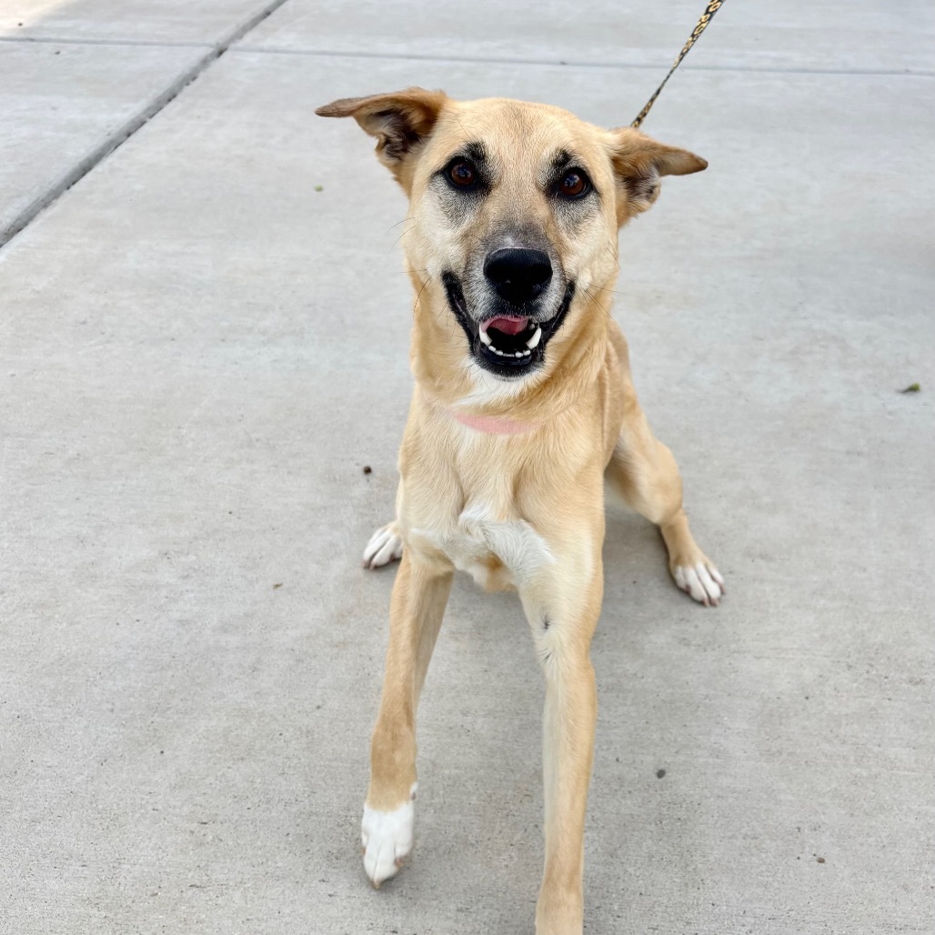Alana, an adoptable Mixed Breed in Great Falls, MT, 59404 | Photo Image 5