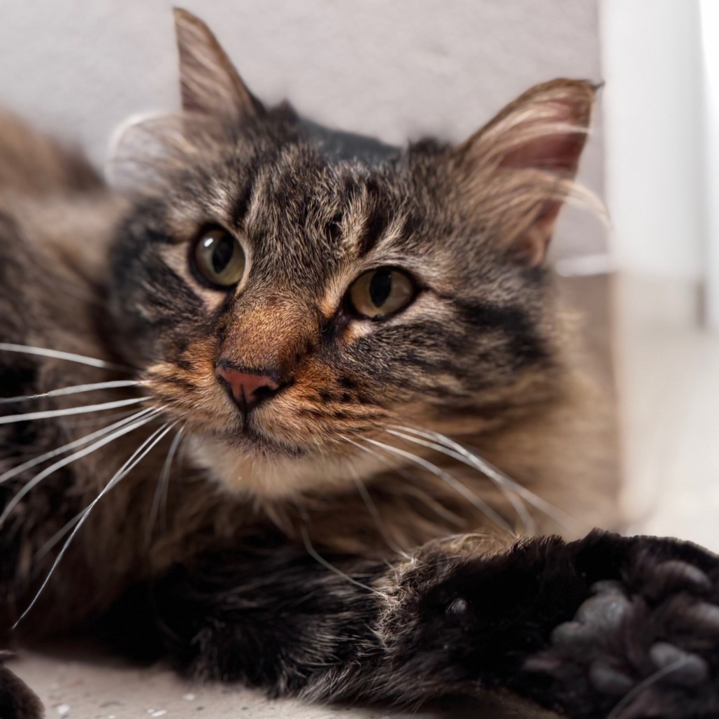 Grey Goose, an adoptable Domestic Long Hair in Great Falls, MT, 59404 | Photo Image 1