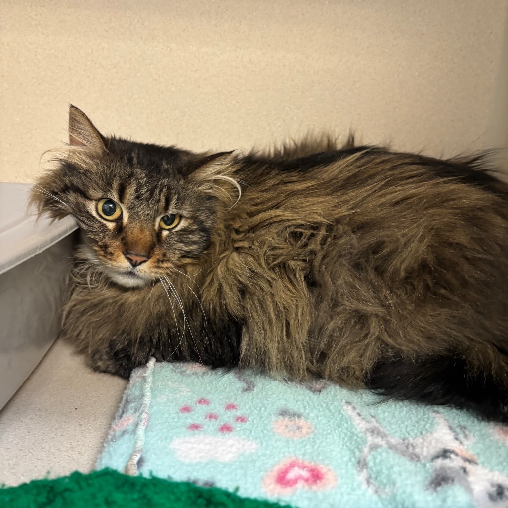 Grey Goose, an adoptable Domestic Long Hair in Great Falls, MT, 59404 | Photo Image 2