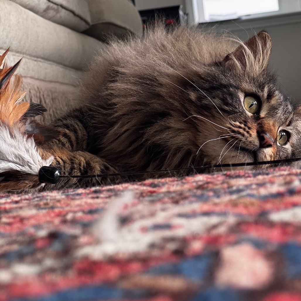Grey Goose, an adoptable Domestic Long Hair in Great Falls, MT, 59404 | Photo Image 3