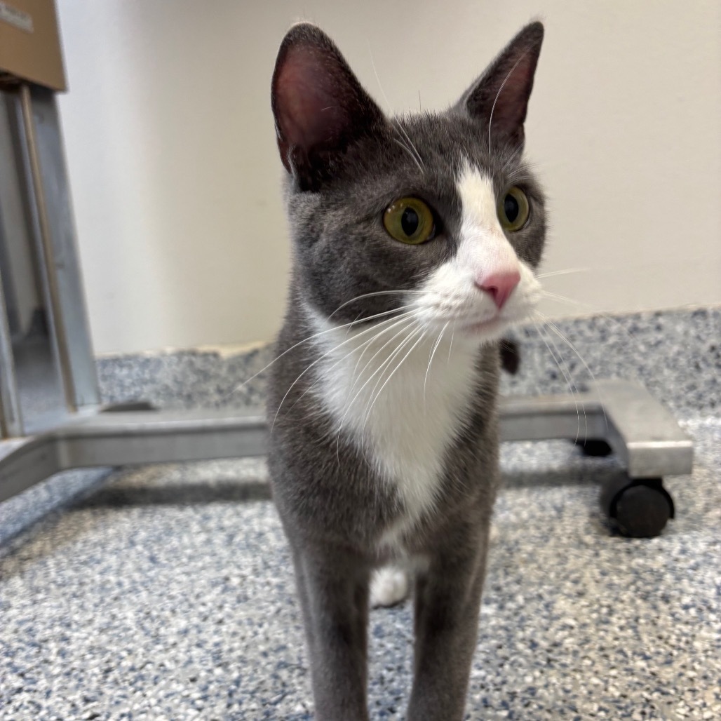 Pony, an adoptable Domestic Short Hair in Great Falls, MT, 59404 | Photo Image 1