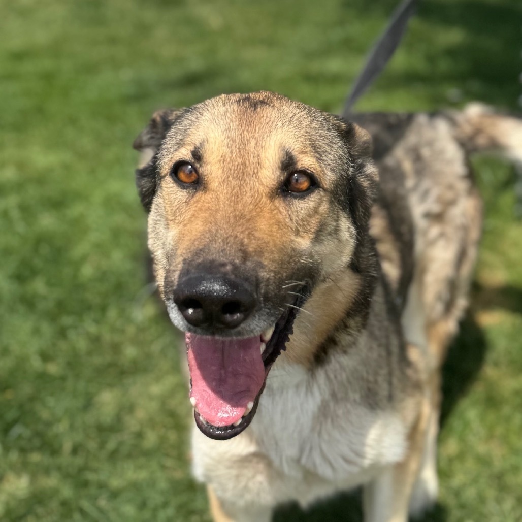 Sansa, an adoptable German Shepherd Dog, Husky in Great Falls, MT, 59404 | Photo Image 1