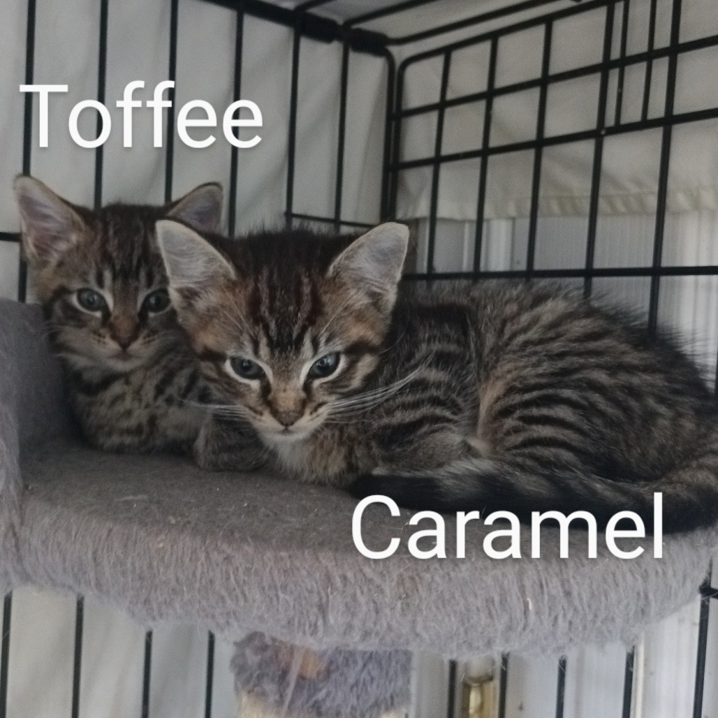 Caramel Llanos (bonded w/Toffee Llanos)